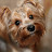 Vitalina- Vita-pets