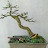 VB bonsai