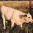 Random Cow 6231