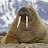 Walrus