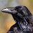 King Raven