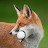 Golf Fox