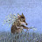 Blue Wolf