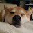 Yoshi The Shiba Inu