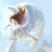 profile_pic