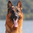 Bauernhof German Shepherds