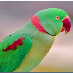 parrot lovers avatar