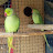 Ringneck parrot Lovers