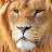 Lion 94