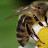Нижбогатырское пчеловодство и не только