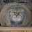 Pallas Cat