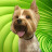 Love Yorkies