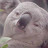 Mr Koala Eucalyptus