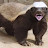 Honey Badger
