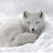 Fantastic Arctic Fox