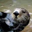 TotallyNotASeaOtter