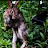 Echo Daijo Avatar