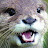 Otters OnXTC