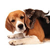 What could The Pet House buy with $100 thousand?