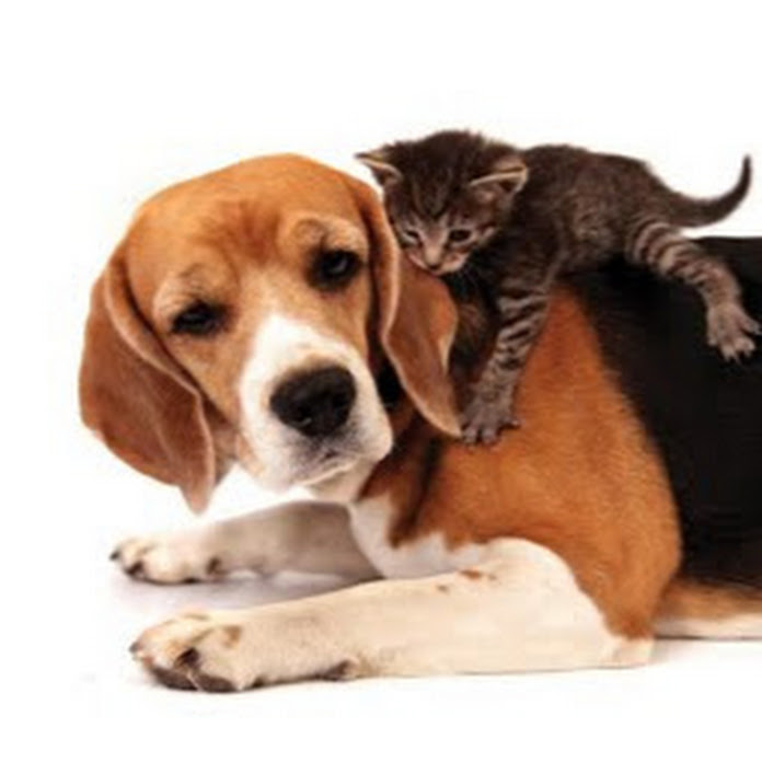 The Pet House Net Worth & Earnings (2026)