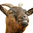 A Goat