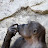 Space Monkey