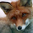 Star Fox