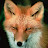 greed fox