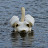 @alansheard553 Avatar