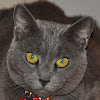 What could catman916 buy with $265.1 thousand?