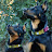 The Beauceron Boys