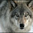 Волк Одиночка