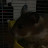 My Ham ham hamster