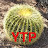Golden Barrel Cactus YTP