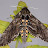 Vailingmoth 5508
