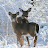 Janet Carlson Avatar