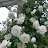 Louise Reed THE WHITE GARDEN NGS Specialist White Flower Garden Designer