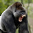 theGorilla