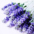 @lavenderblues
