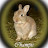 Champis theBunny