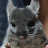 ChinchillaBONK