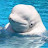 Beluga Whale