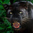Black Leopard
