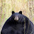 roundblackbear