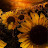 sunflower62100