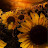 sunflower62100
