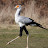 A Secretary Bird