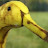 BananaDuck