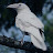 White Crow