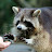 Raccoon